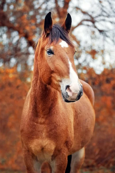 Retrato de un caballo de tiro bielorruso de bahía — Foto de Stock