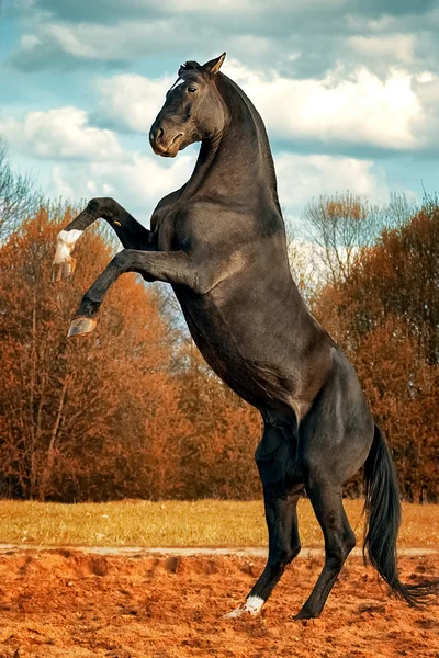 Czarny koń hoduje się na tylnych łapach — Zdjęcie stockowe