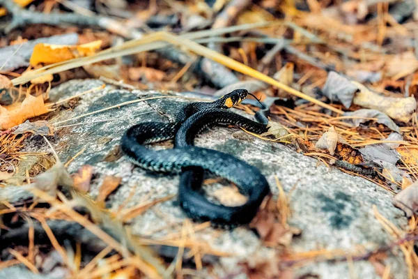 小的蛇渔游秋天在岩石上晒太阳 — 图库照片