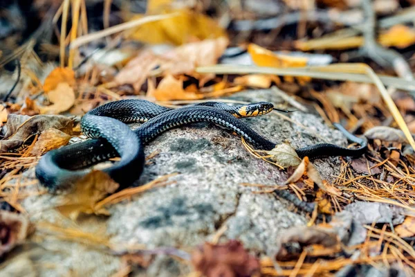 Little snake Natrix basking on a rock in autumn — Stock Photo, Image