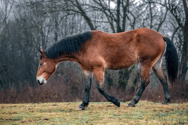 Wild dirty free horse mustang