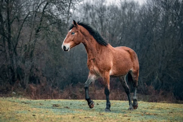 Wild dirty free horse mustang