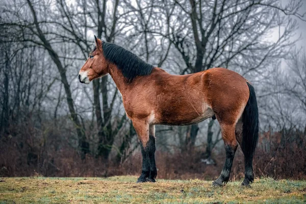 Wild dirty free horse mustang — Stock Photo, Image