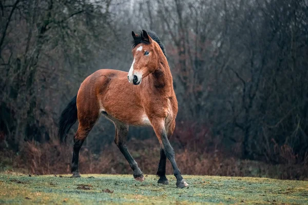 Mocskos ingyenes vadló mustang — Stock Fotó