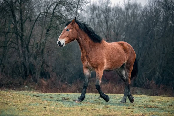 Mocskos ingyenes vadló mustang — Stock Fotó