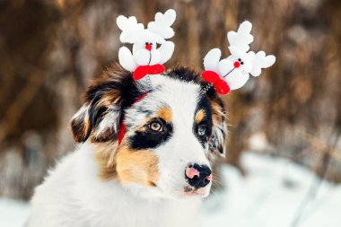 Avustralyalı çoban köpek Noel portresi