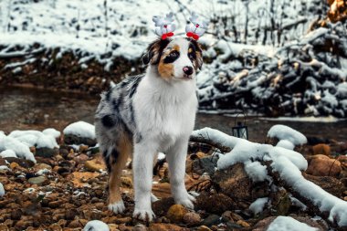 Avustralyalı çoban köpek Noel portresi