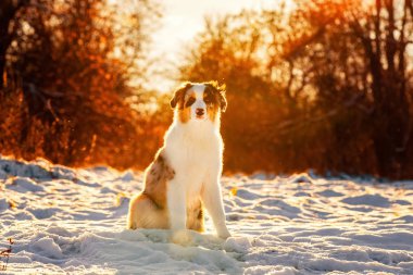 Avustralyalı çoban köpek kış