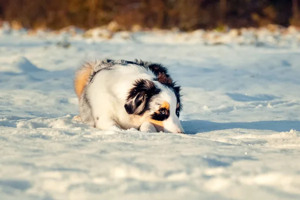 Australian Shepherd cachorro en invierno —  Fotos de Stock