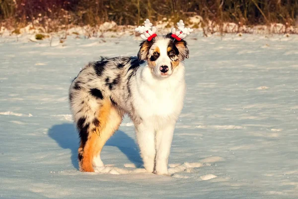 オーストラリアン シェパードの子犬のクリスマス ・ ポートレイト — ストック写真