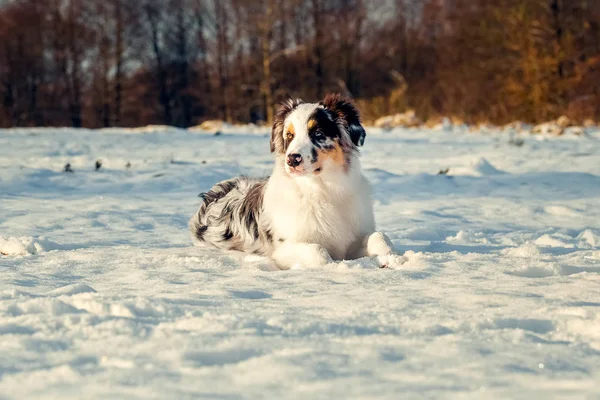 Cãozinho pastor australiano no inverno — Fotografia de Stock