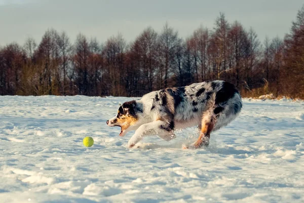 Owczarek australijski puppy w zimie — Zdjęcie stockowe