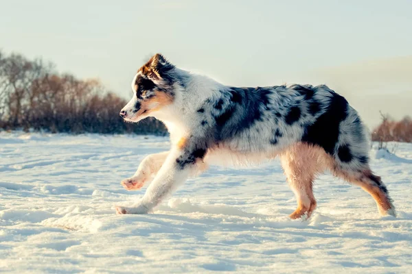 Avustralyalı çoban köpek kış