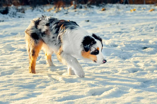 Australischer Schäferhund Welpe im Winter — Stockfoto