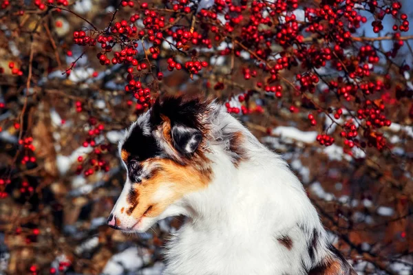Зимний портрет австралийского щенка-овчарки — стоковое фото