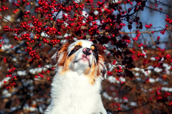 Retrato de inverno de cachorro pastor australiano — Fotografia de Stock