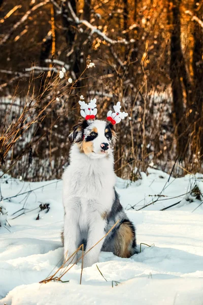 オーストラリアン シェパードの子犬のクリスマス ・ ポートレイト — ストック写真