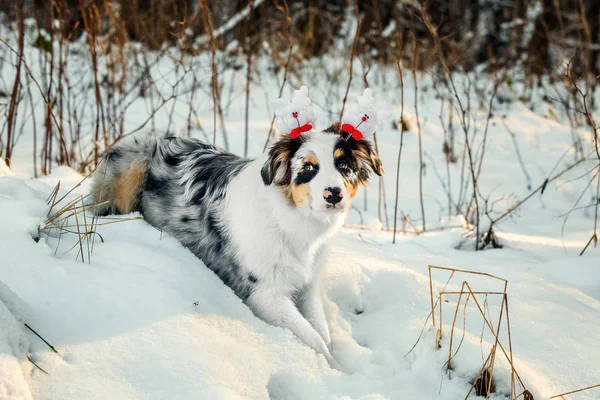 Retrato de Natal de cachorro pastor australiano — Fotografia de Stock