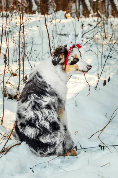 オーストラリアン シェパードの子犬のクリスマス ・ ポートレイト — ストック写真