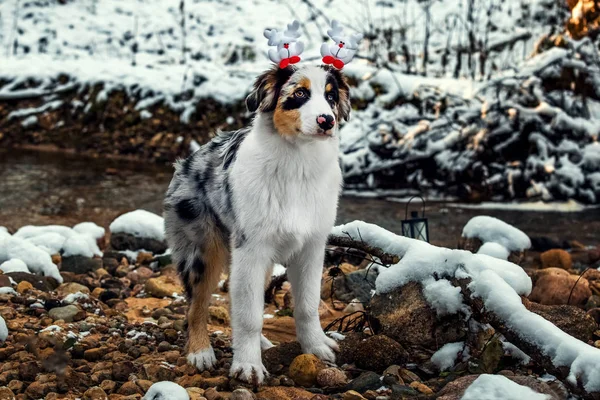 호주 목 자 강아지의 크리스마스 초상화 — 스톡 사진