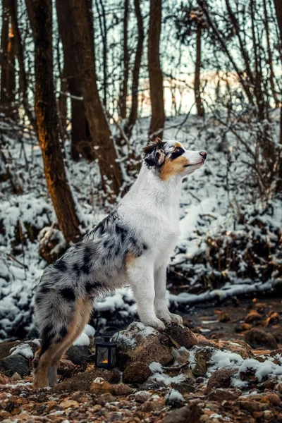 冬のオーストラリアン シェパードの子犬 — ストック写真