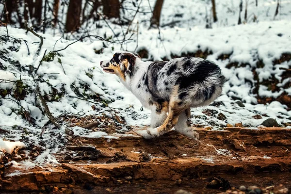 Австралийский щенок овчарки зимой — стоковое фото