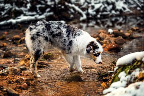 Australischer Schäferhund Welpe im Winter — Stockfoto