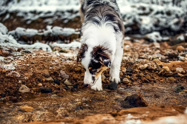 Cãozinho pastor australiano no inverno — Fotografia de Stock