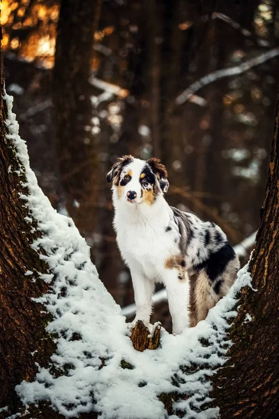 Australischer Schäferhund Welpe im Winter — Stockfoto