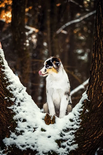 Owczarek australijski puppy w zimie — Zdjęcie stockowe