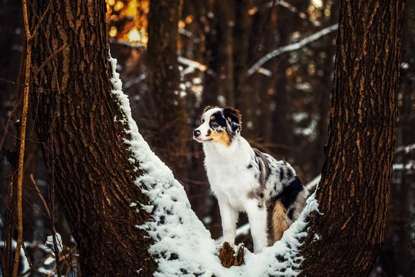 Australian Shepherd puppy di musim dingin — Stok Foto