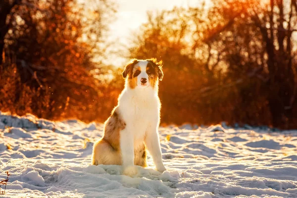 Owczarek australijski puppy w zimie — Zdjęcie stockowe