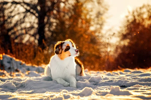 Câine ciobănesc australian în timpul iernii — Fotografie, imagine de stoc