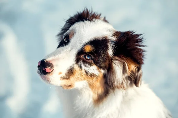 Winter portrait of Australian Shepherd puppy