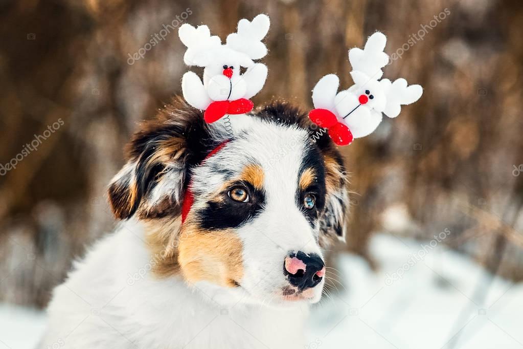 Christmas portrait of Australian Shepherd puppy