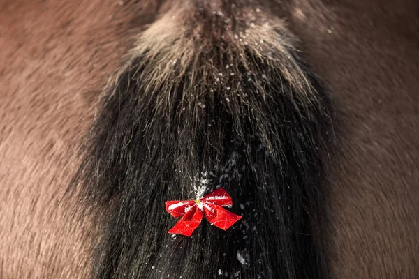 Christmas horse tail with red bow — Stock Photo, Image