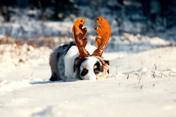 オーストラリアン シェパードの子犬のクリスマス ・ ポートレイト — ストック写真