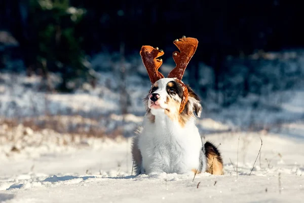 オーストラリアン シェパードの子犬のクリスマス ・ ポートレイト — ストック写真