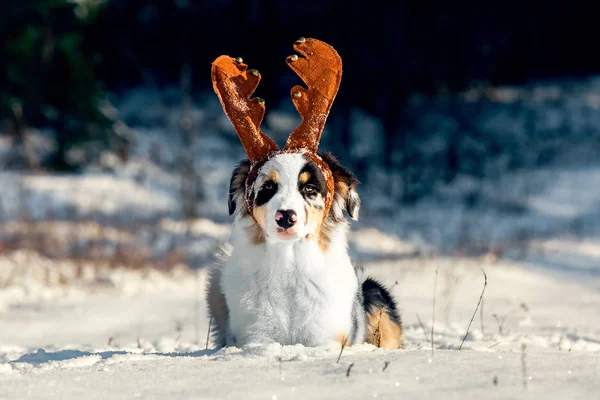 オーストラリアン シェパードの子犬のクリスマス ・ ポートレイト — ストック写真