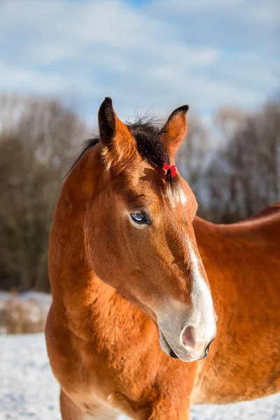 Karácsonyi portré egy piros ló — Stock Fotó