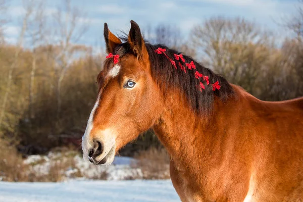 Weihnachtsporträt eines roten Pferdes — Stockfoto