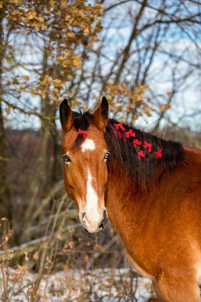 Vánoční portrét červený kůň — Stock fotografie