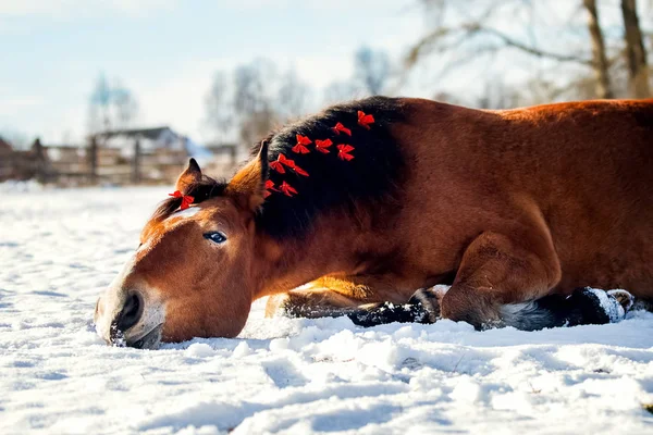 Vánoční portrét červený kůň — Stock fotografie