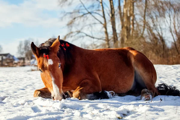 Retrato navideño de un caballo rojo — Foto de Stock