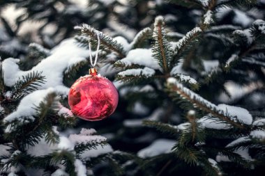Ladin üzerinde kırmızı Noel ağacı topu
