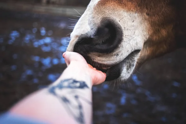 Kız dövme selfie bir atı ile