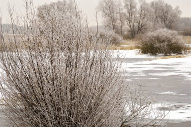 Kış manzarası ve ağaçlar