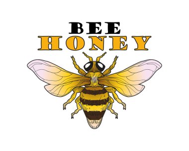 Arı bir tatlım. logo ve Etiketler. Vektör çizim.