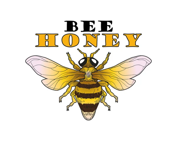 Bee an Honey. logo e lables. Illustrazione vettoriale . — Vettoriale Stock