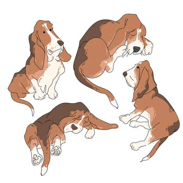 Illustrazione vettoriale divertente cane purosangue su sfondo bianco — Vettoriale Stock